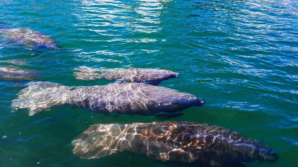 1401 North Riverside Drive, Unit 705 Pompano Beach, FL 33062 - Photo 27 of 30 a view of a golf course with a garden