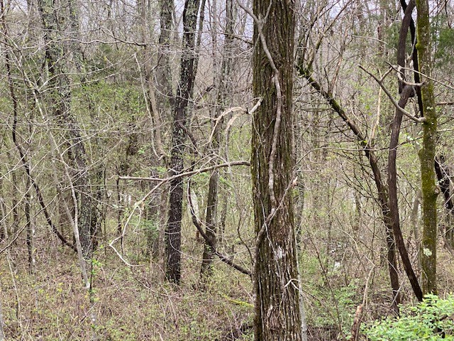 0 Crawford Road Burns, TN 37029 - Photo 3 of 3 a backyard of a building