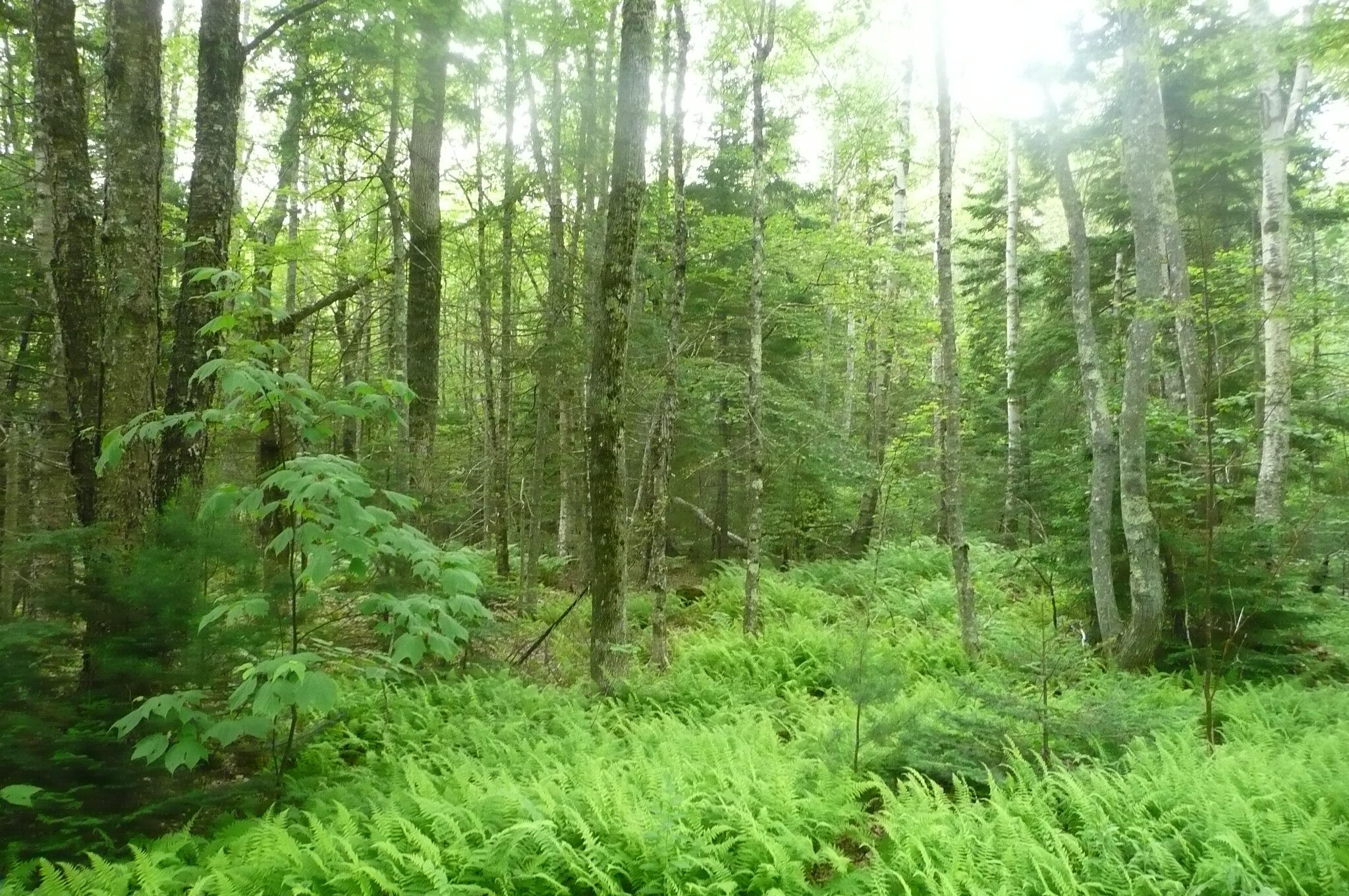 471 S Road, Unit A Chebeague Island, ME 04017 - Photo 14 of 24 Mixed wood forest