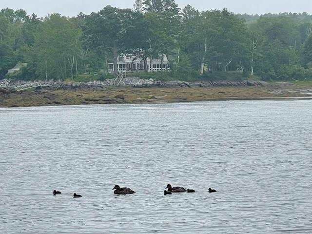 471 S Road, Unit A Chebeague Island, ME 04017 - Photo 10 of 24 Eider duck family