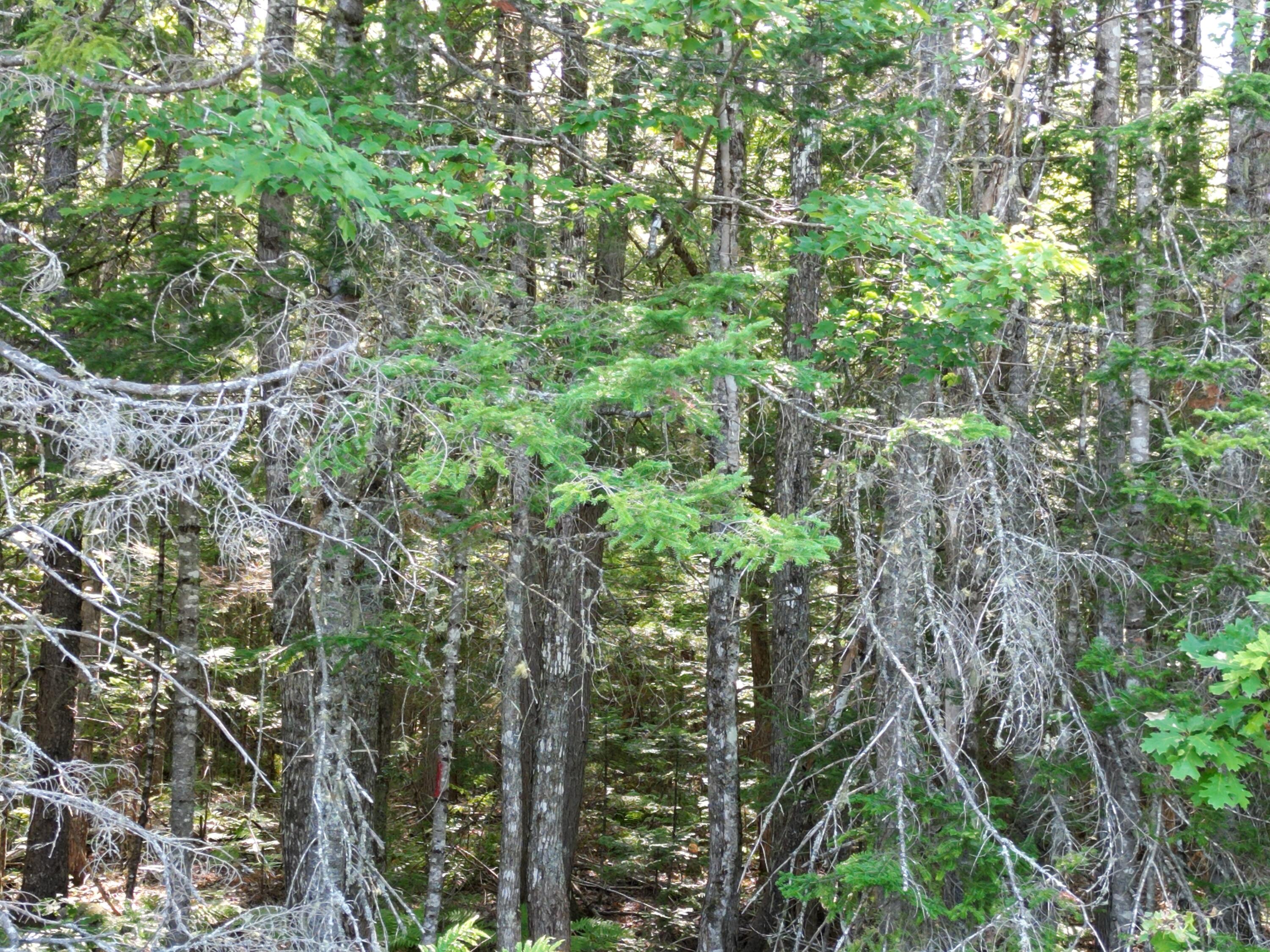 Tbd Edinburg Road Howland, ME 04448 - Photo 11 of 19 DJI_0207