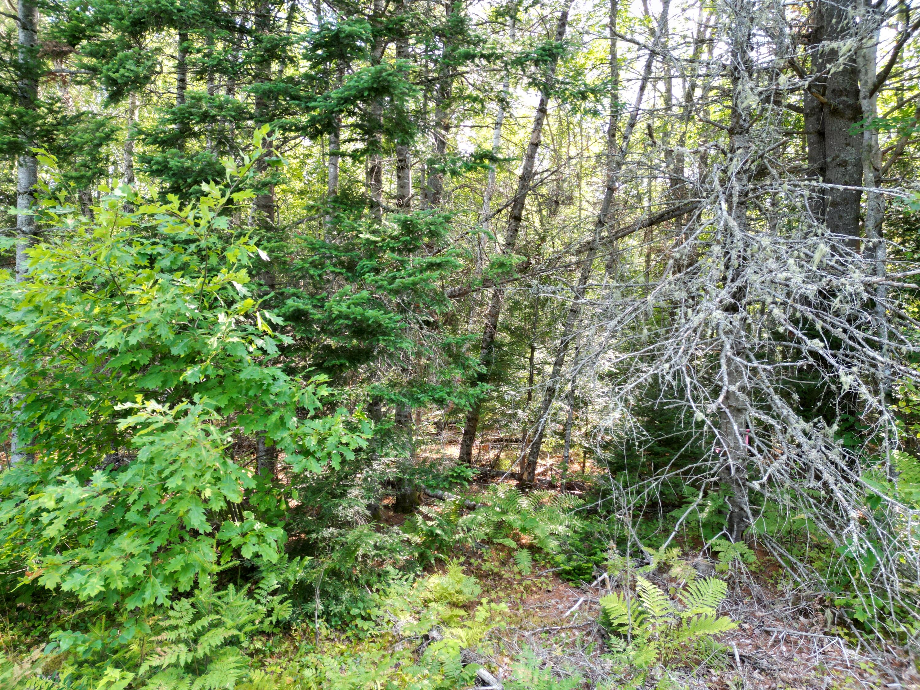 Tbd Edinburg Road Howland, ME 04448 - Photo 4 of 19 DJI_0199