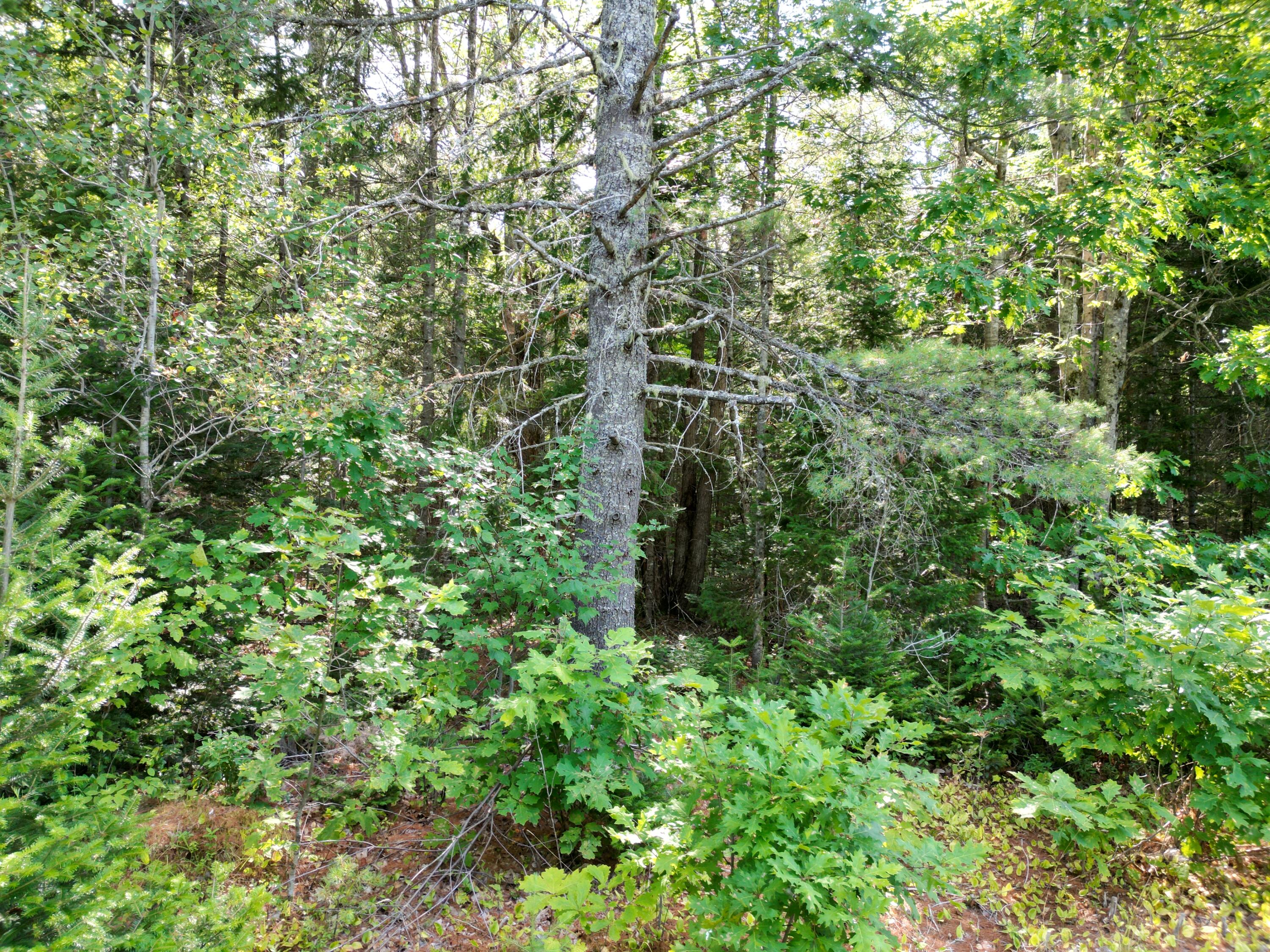 Tbd Edinburg Road Howland, ME 04448 - Photo 6 of 19 DJI_0202