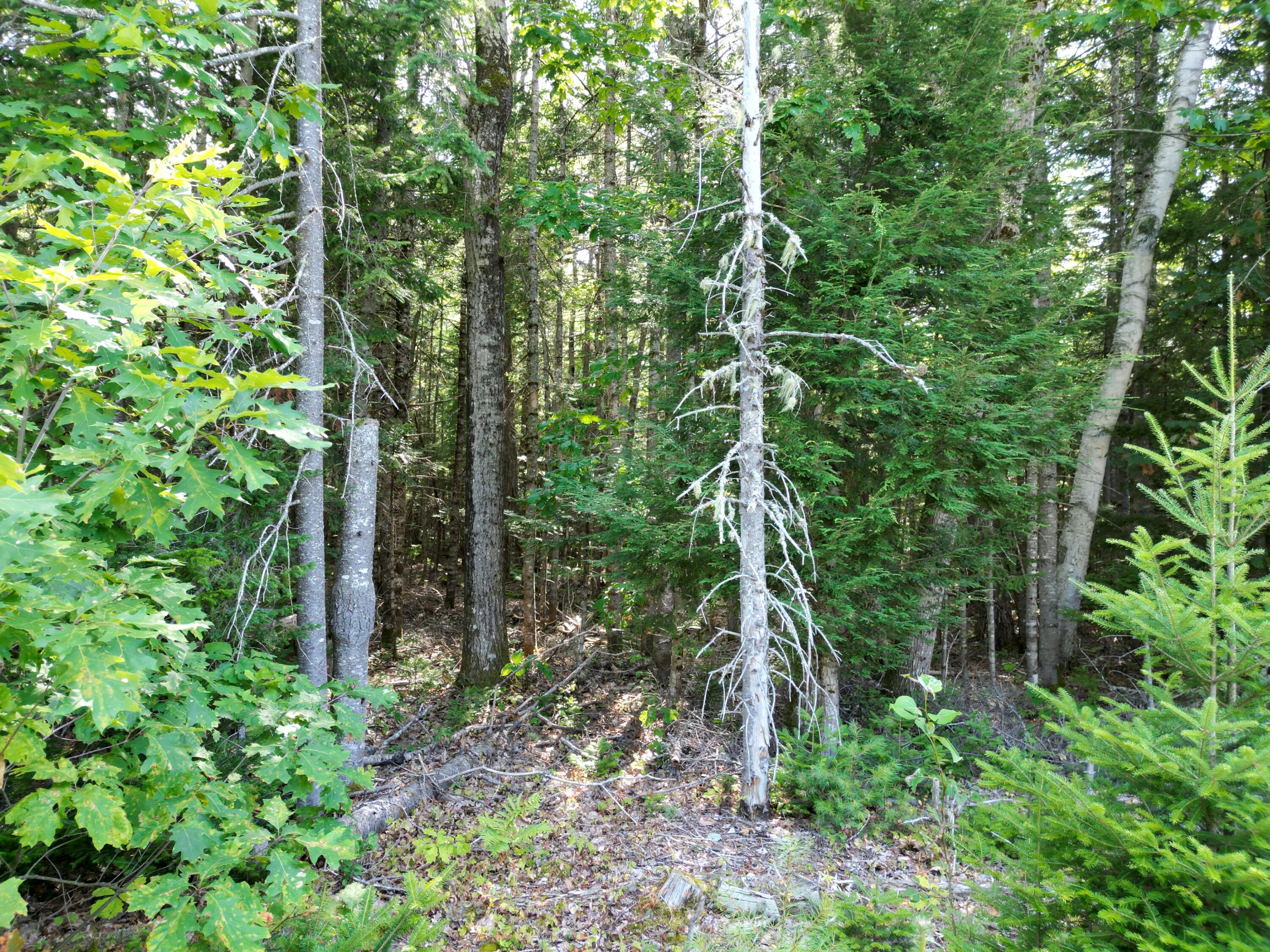 Tbd Edinburg Road Howland, ME 04448 - Photo 7 of 19 DJI_0203