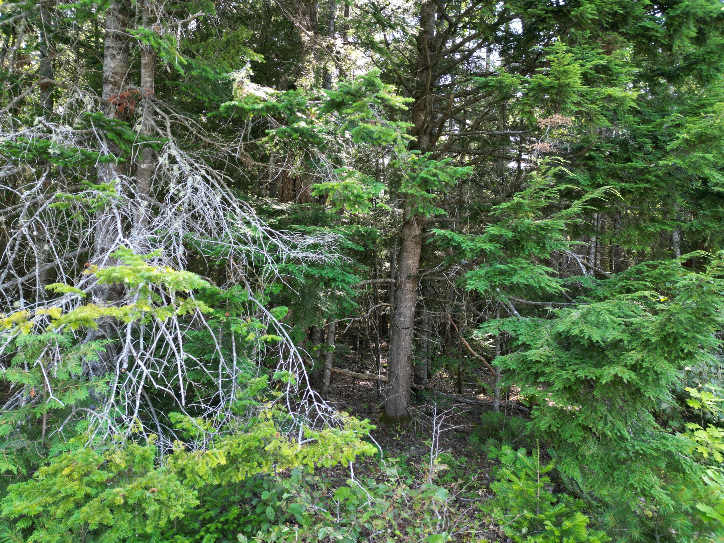 Tbd Edinburg Road Howland, ME 04448 - Photo 8 of 19 DJI_0204