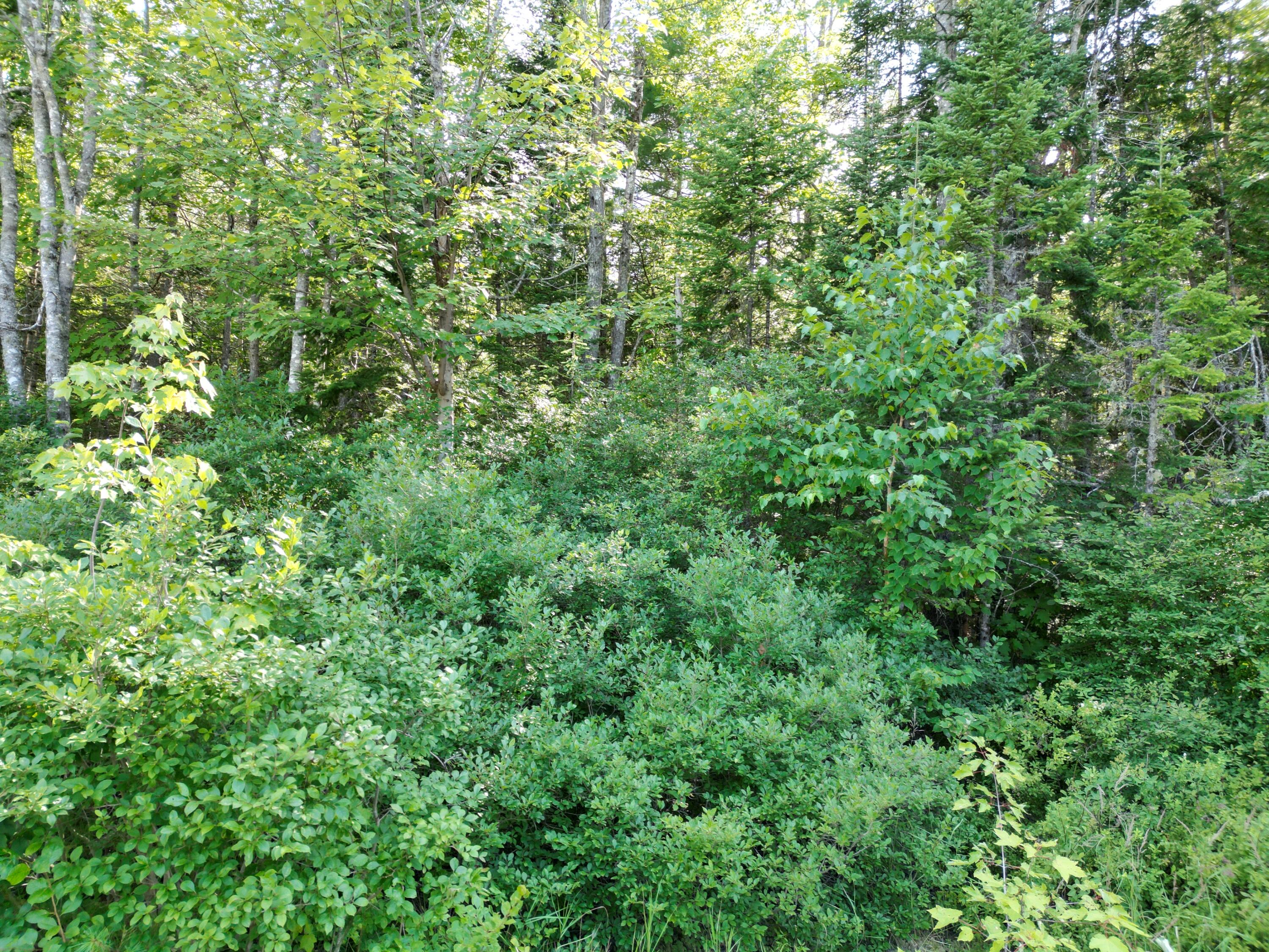 Tbd Edinburg Road Howland, ME 04448 - Photo 9 of 19 DJI_0205