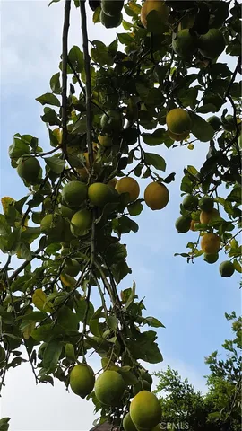 a view of a backyard with plants and chairs