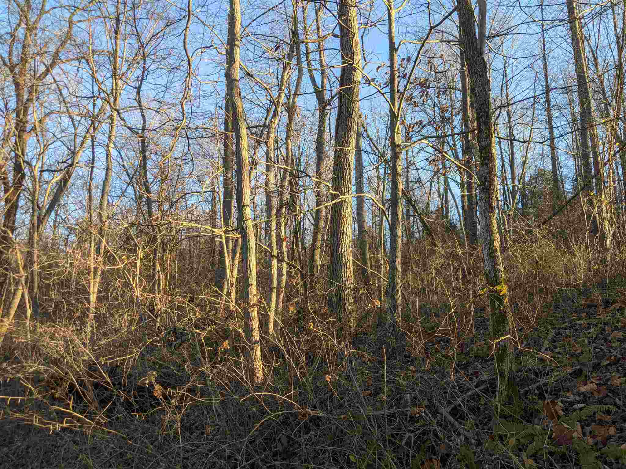 Tbd Hickory Ridge Road Shoals, IN 47581 - Photo 10 of 35