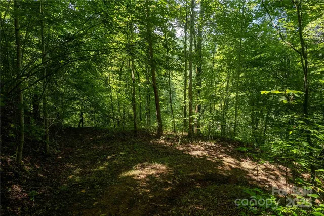 a view of a yard with large trees