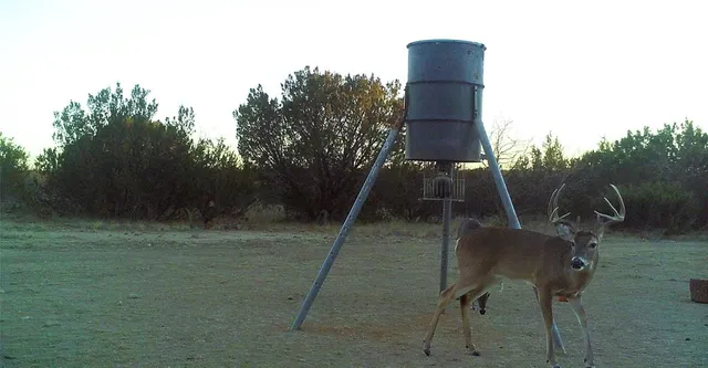 a view of a lake in a forest