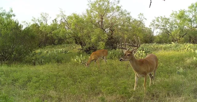 a view of chair and table in the green field