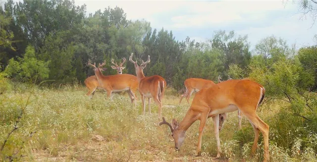 a view of a dry yard