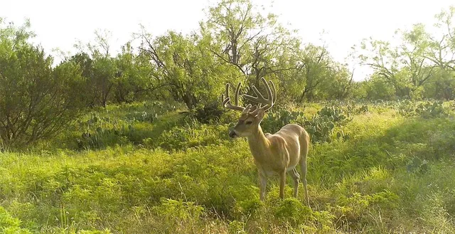 a view of outdoor space yard and mountain