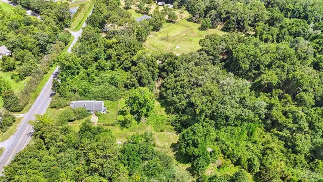 a close up of a plant in a garden