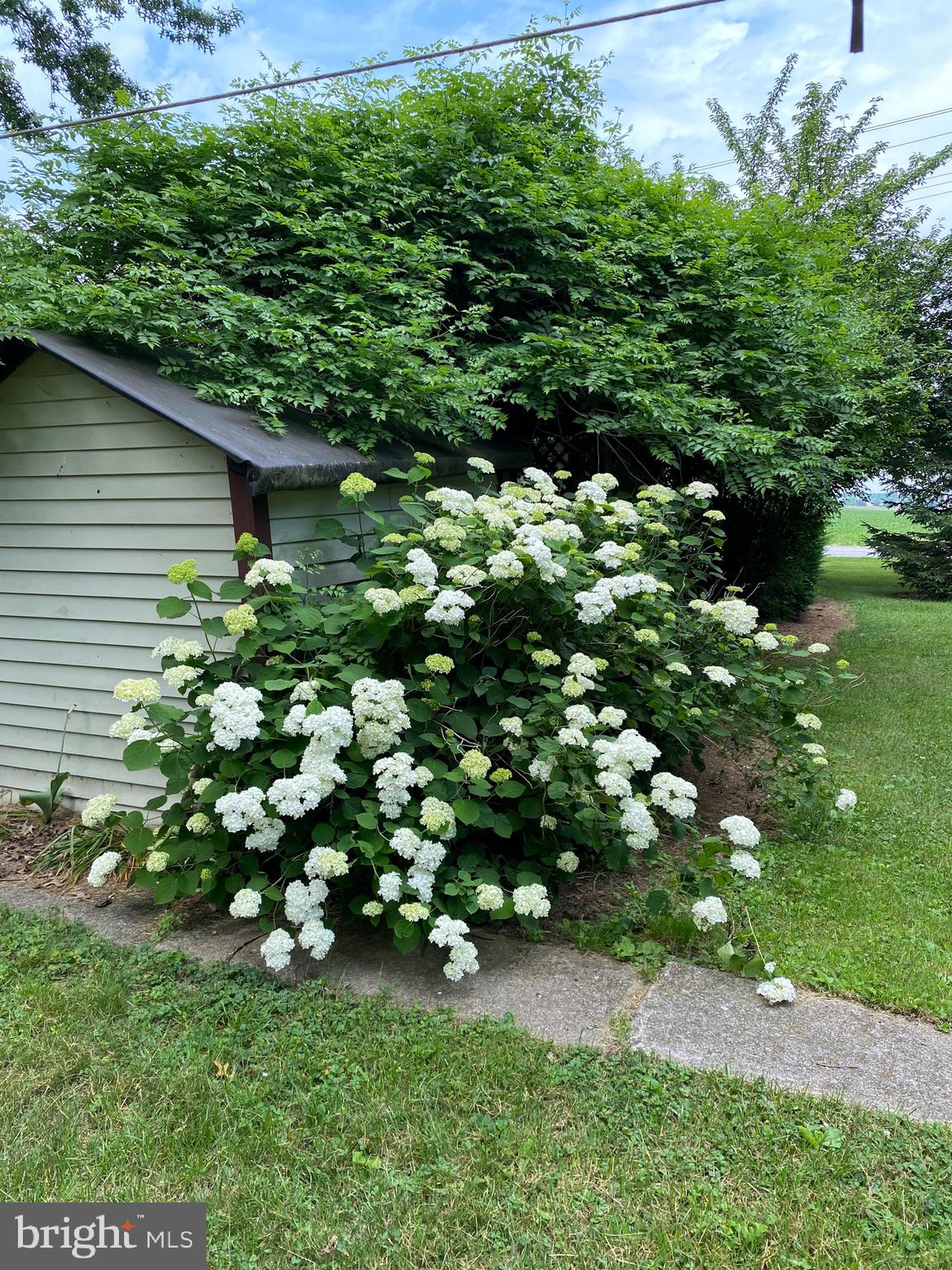 1602 South Forge Road Palmyra, PA 17078 - Photo 4 of 35 Bushes/flowers in bloom