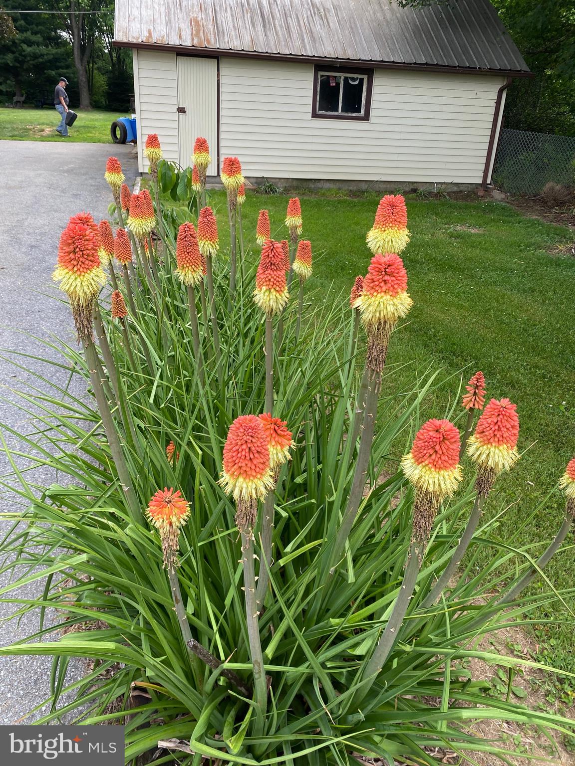 1602 South Forge Road Palmyra, PA 17078 - Photo 8 of 35 Front side yard flowers in bloom