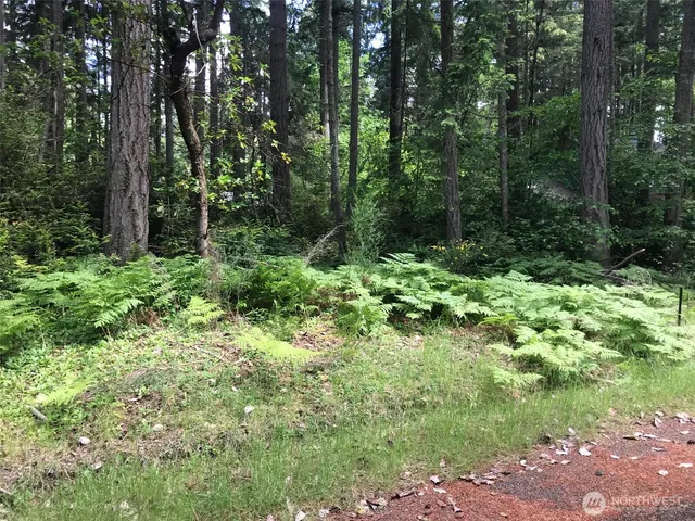 a view of a lush green forest
