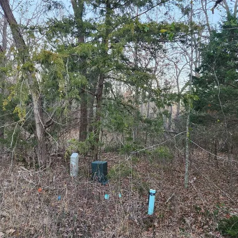 a view of a forest filled with trees