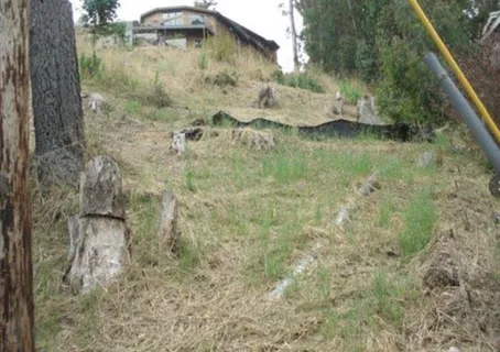 a view of a tree in a forest