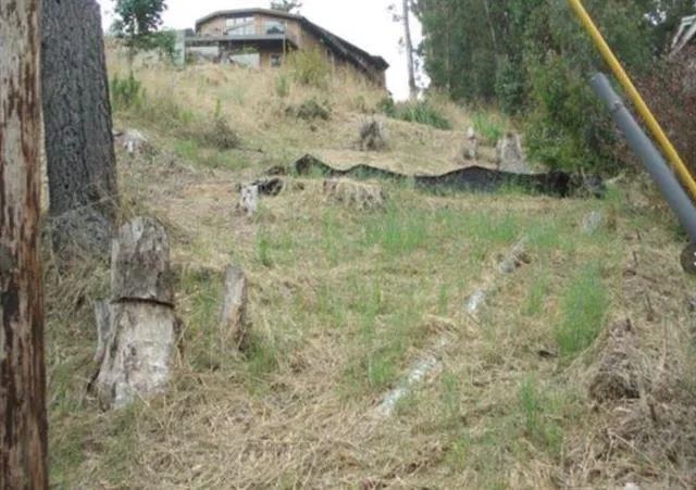 a view of a tree in a forest