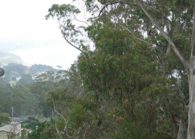 Next2-170 Next2-170 San Pedro Half Moon Bay, CA 94019 - Photo 9 of 10 a view of a tree in a forest