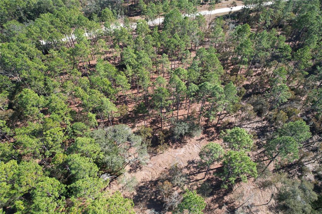 93rd Terrace Archer, FL 32618 - Photo 4 of 8 a view of a forest with a tree