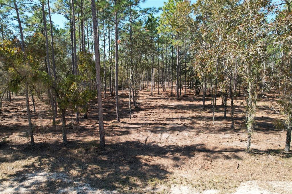 93rd Terrace Archer, FL 32618 - Photo 5 of 8 a view of outdoor space with trees