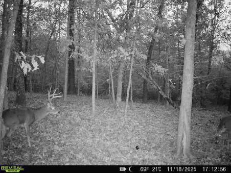 85-ac Burmingham Road Forsyth, MO 65653 - Photo 1 of 13 image0000(9)