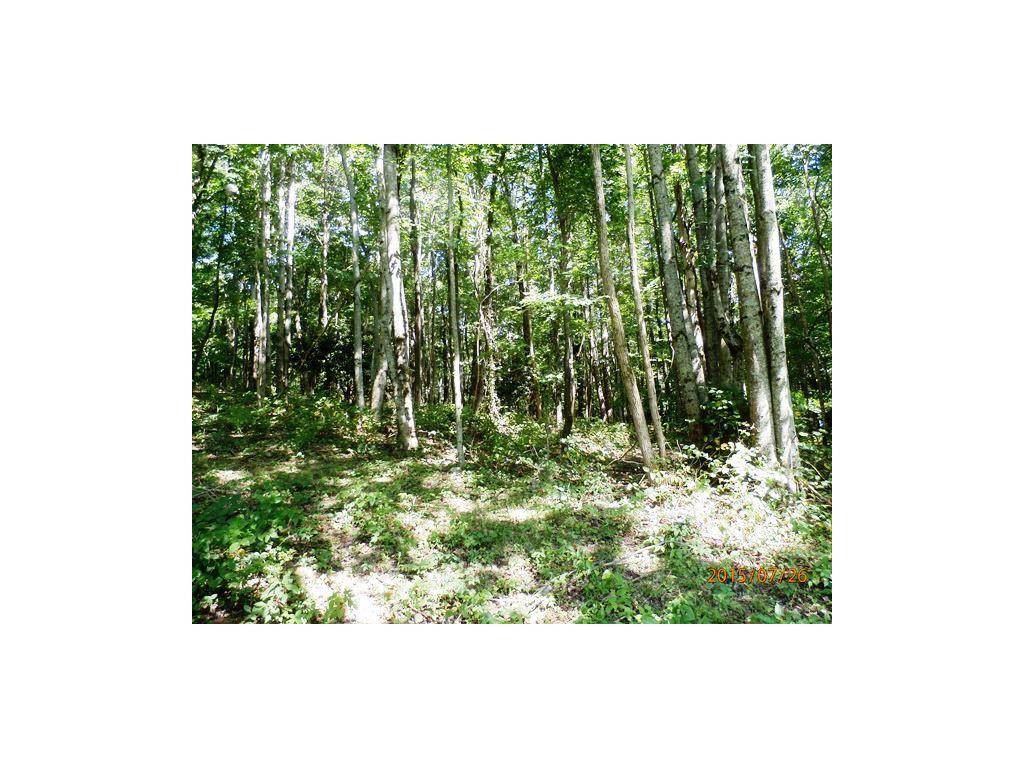 0 Cole Hollow Road Elizabethton, TN 37643 - Photo 12 of 14 Woods