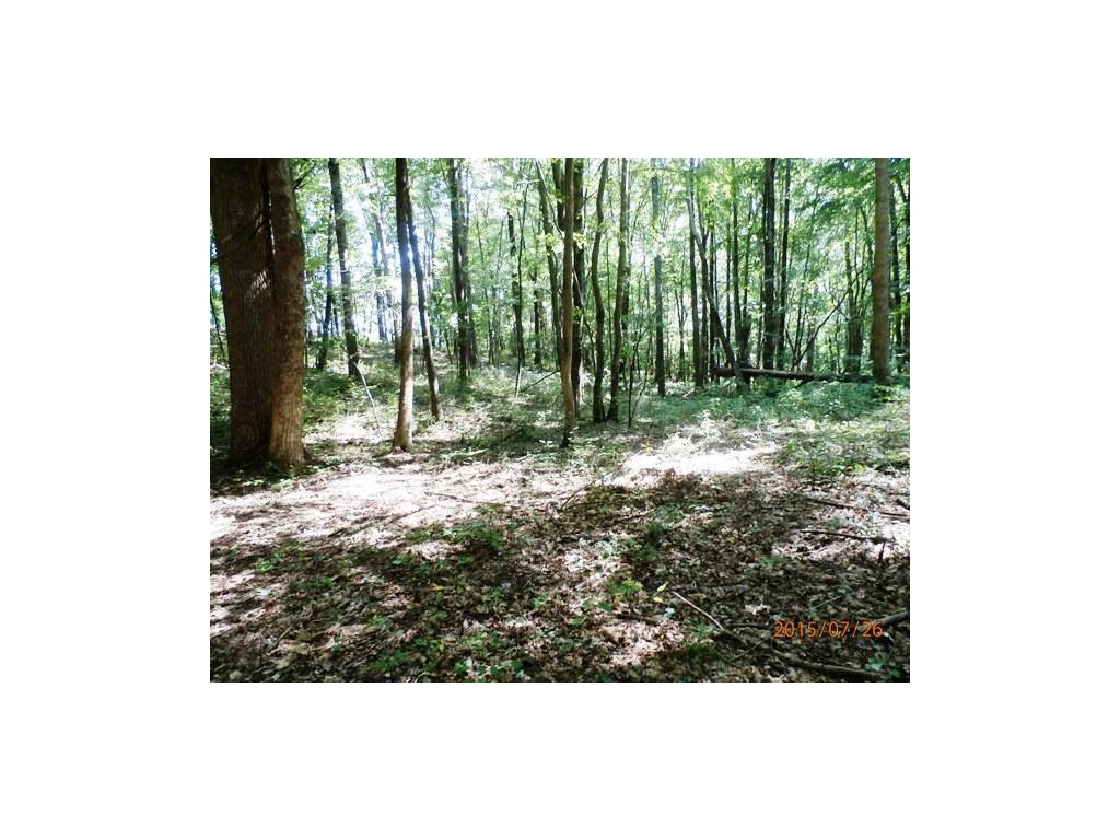 0 Cole Hollow Road Elizabethton, TN 37643 - Photo 10 of 14 Woods