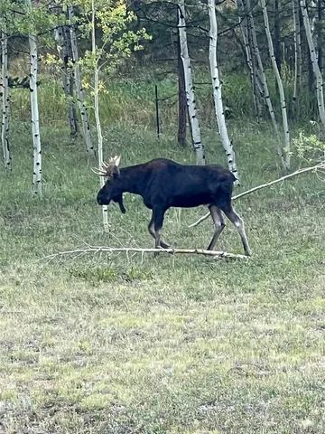 a view of backyard with wooden fence