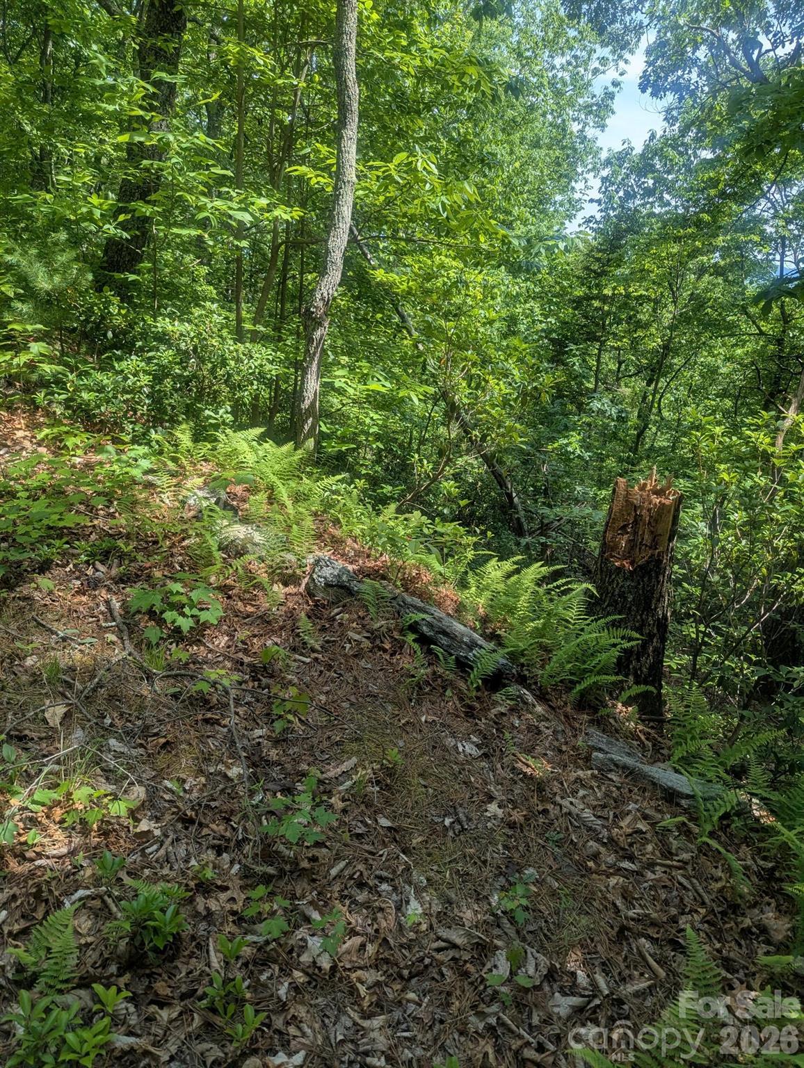 1662 Penley Road Boone, NC 28645 - Photo 5 of 23 a view of a garden with plants