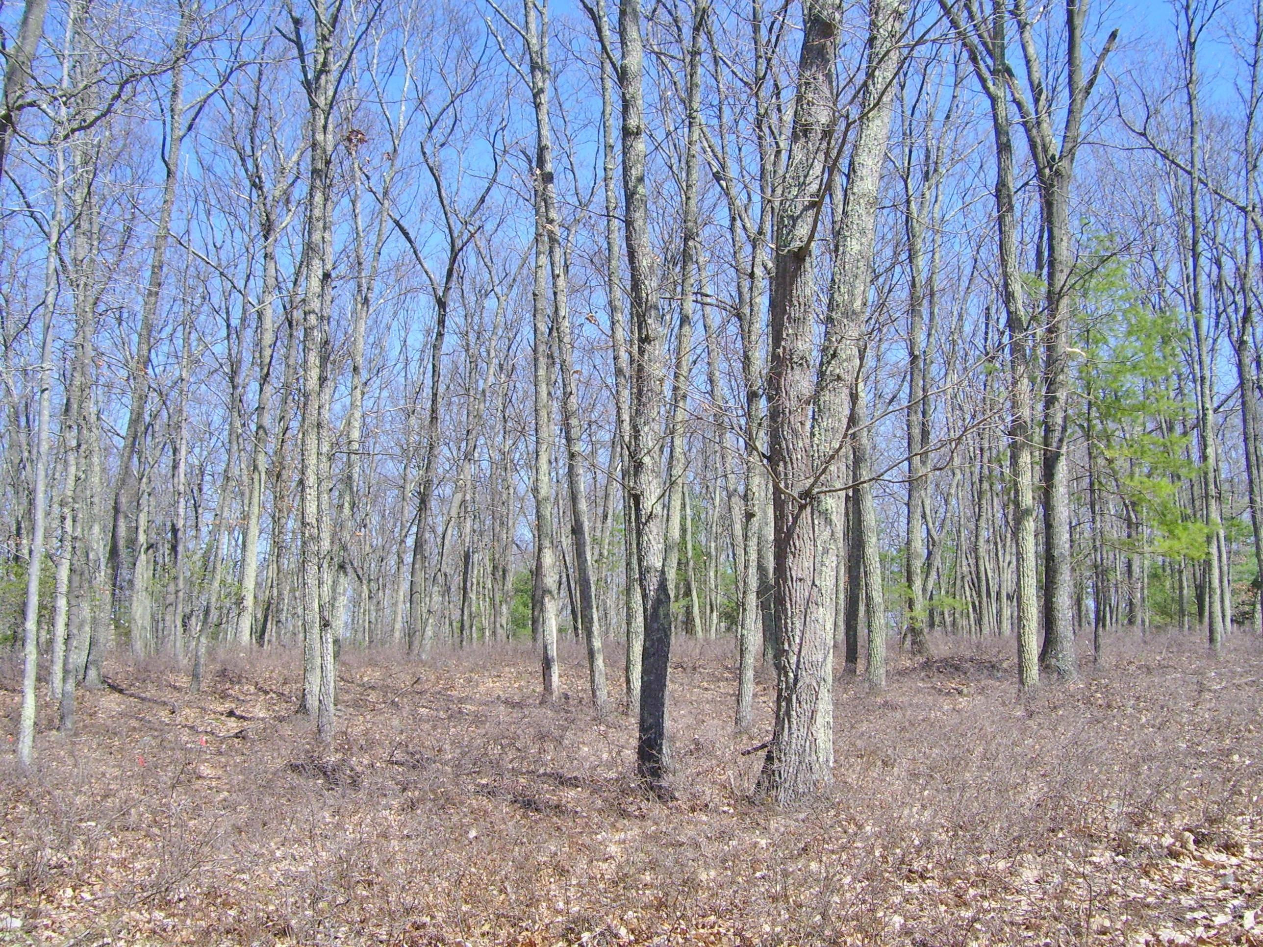 Lot 80 Marquise Road Tafton, PA 18464 - Photo 4 of 12