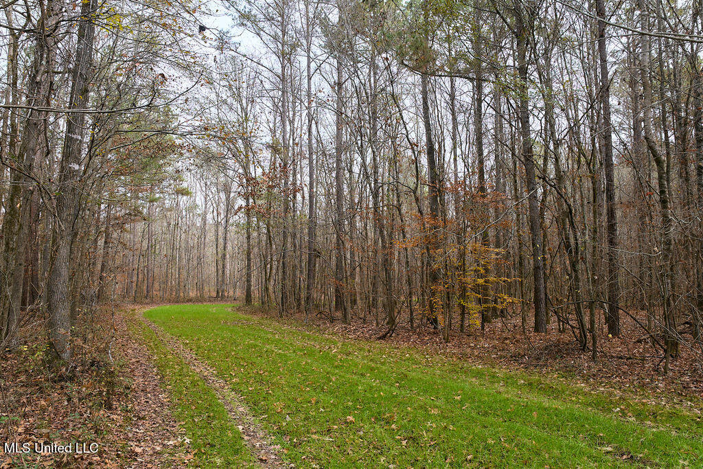 0 Maddox Road Mathiston, MS 39752 - Photo 12 of 37 P1188276