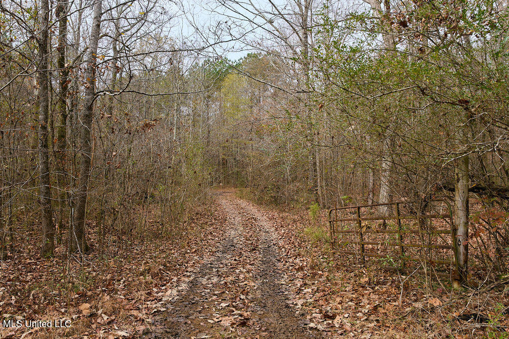0 Maddox Road Mathiston, MS 39752 - Photo 2 of 37 P1188249