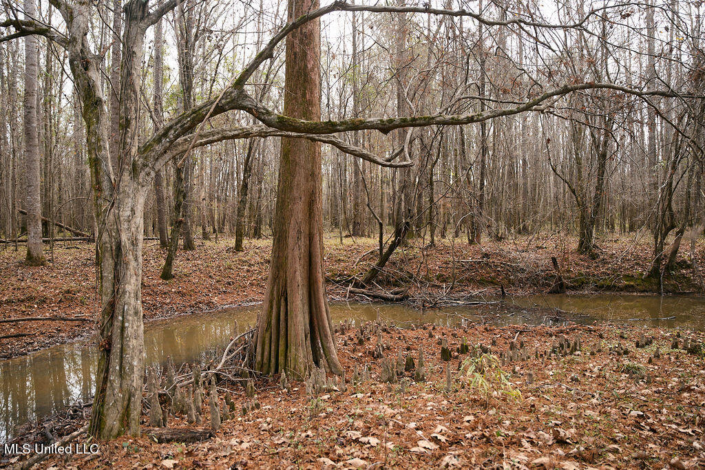 0 Maddox Road Mathiston, MS 39752 - Photo 23 of 37 P1188327