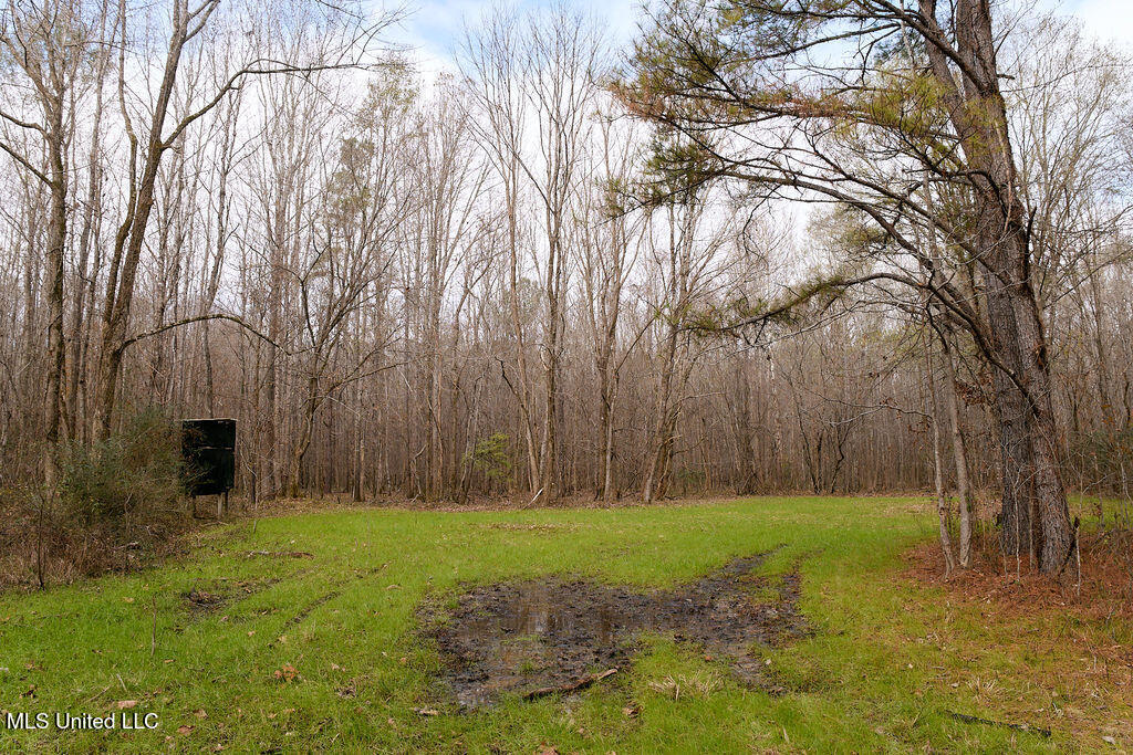 0 Maddox Road Mathiston, MS 39752 - Photo 25 of 37 P1188333