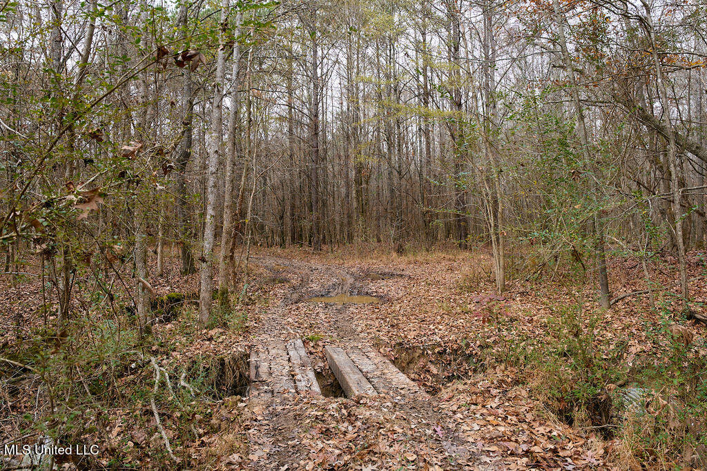 0 Maddox Road Mathiston, MS 39752 - Photo 3 of 37 P1188255