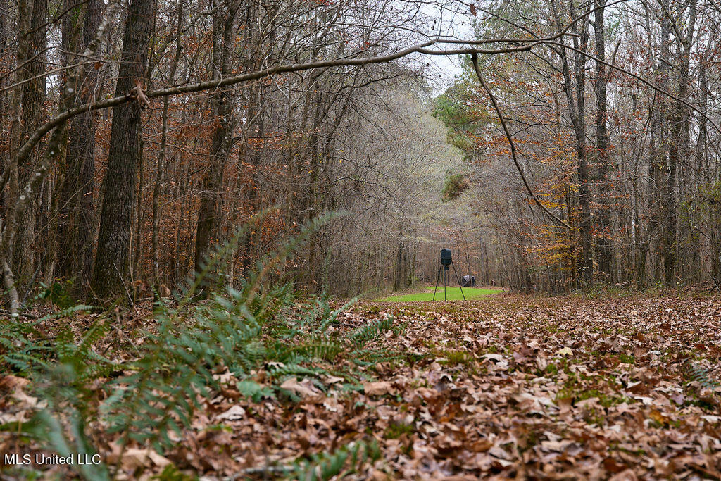 0 Maddox Road Mathiston, MS 39752 - Photo 9 of 37 P1188269
