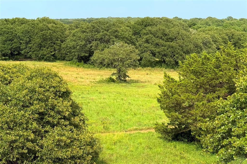 a view of a large yard with plants and a large tree