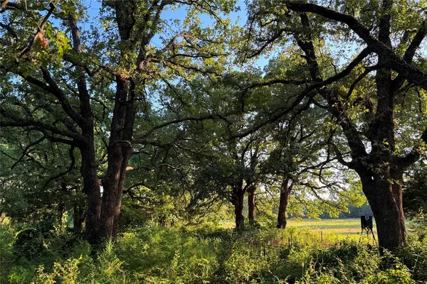 a view of tree