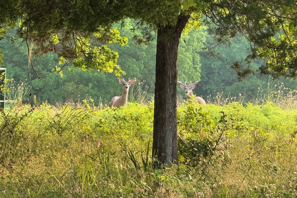 9213 Scenic Drive Pilot Point, TX 76258 - Photo 4 of 39 a view of lake from a window