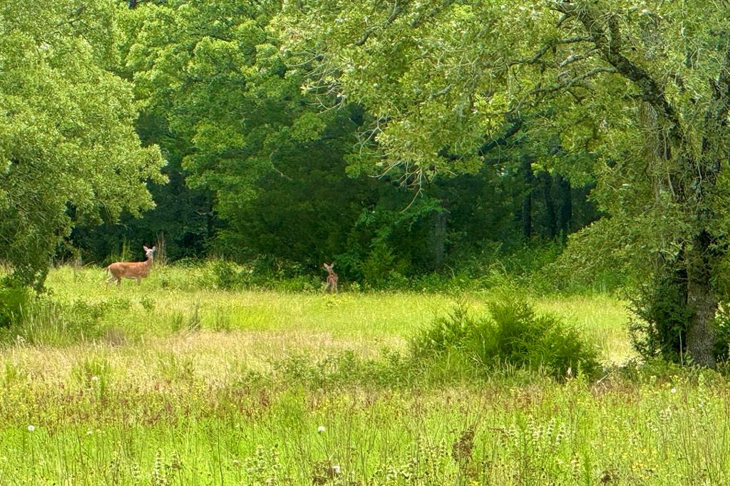 9213 Scenic Drive Pilot Point, TX 76258 - Photo 6 of 39 a view of outdoor space and a yard
