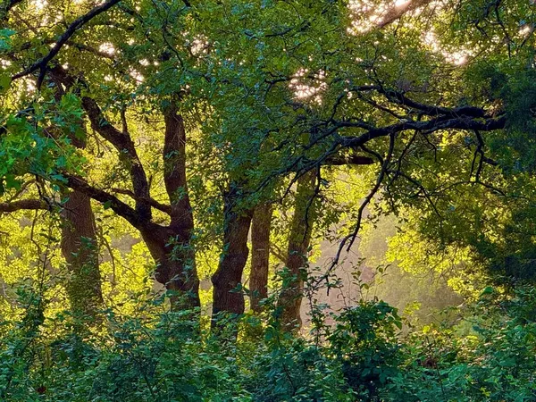 a view of a garden with plants and large trees