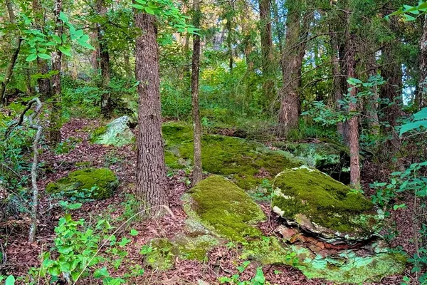 a view of a yard with plants and large trees