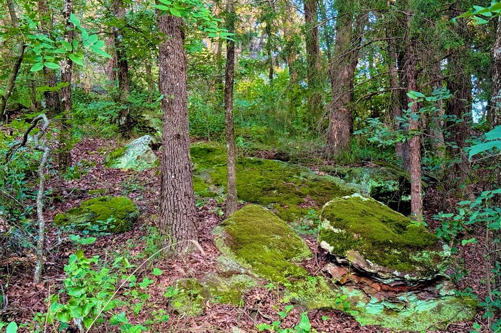 9213 Scenic Drive Pilot Point, TX 76258 - Photo 9 of 39 a view of a garden with plants and large trees