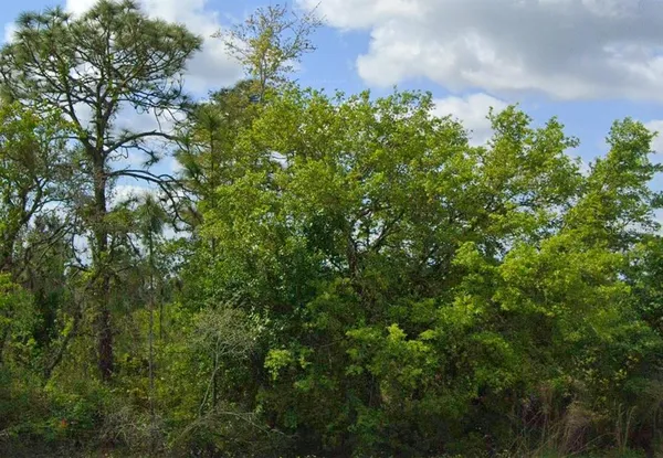 a view of a bunch of trees