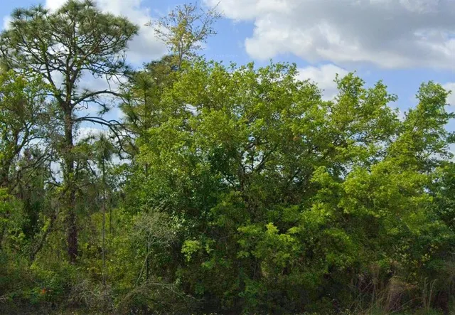 a view of a bunch of trees
