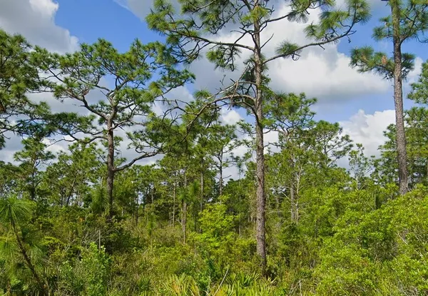 a view of a plant in a garden