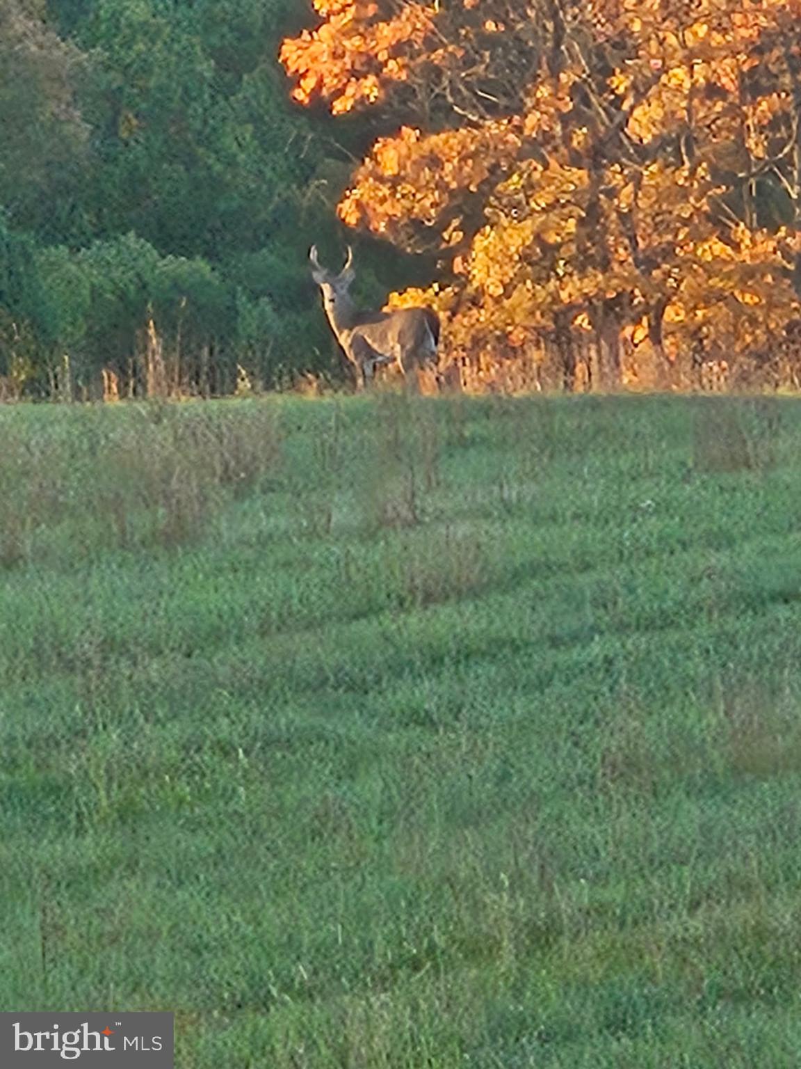 2160 Black Bear Road Needmore, PA 17238 - Photo 65 of 78